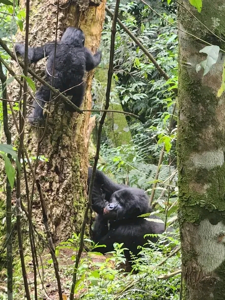  RWANDA GORILLAS HABITUATION SAFARI  image 2