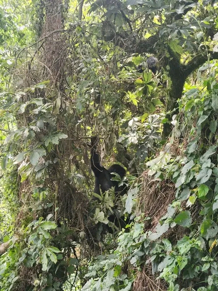 RWANDA GORILLAS HABITUATION SAFARI  image 3