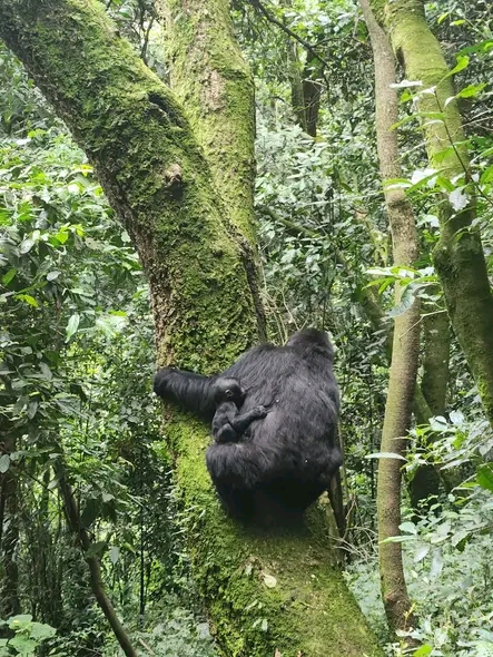 10 DAYS GORILLAS TREKKING SAFARI  image 3