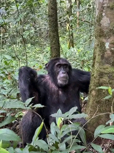 9 DAYS GORILLAS SAFARIS  image 1