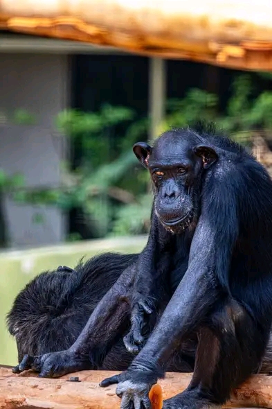 9 DAYS GORILLAS SAFARIS  image 4