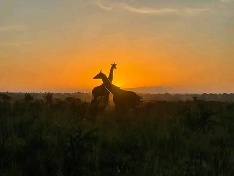 AKAGERA THE ONLY RWANDA's SAVANNAH LAND NATIONAL PARk image 2