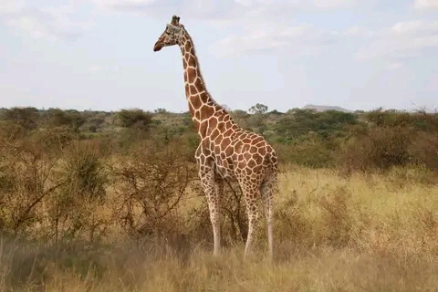 AKAGERA THE ONLY RWANDA's SAVANNAH LAND NATIONAL PARk