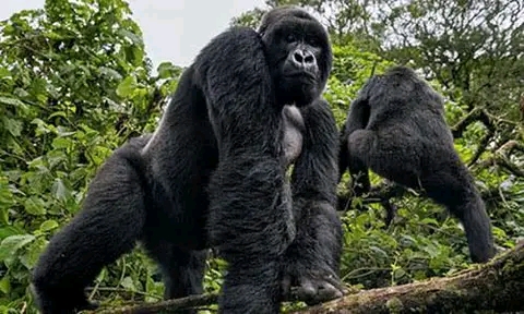  RWANDA GORILLAS HABITUATION SAFARI 
