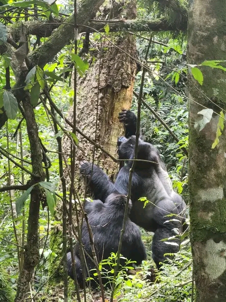 6 DAYS PRIMATE