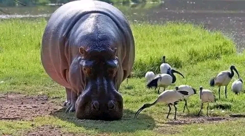 2 DAYS LAKE MBURO -QUEEN ELIZABETH NATIONAL PARK  image 1