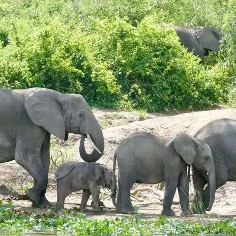5 MURCHISON FALLS image 2